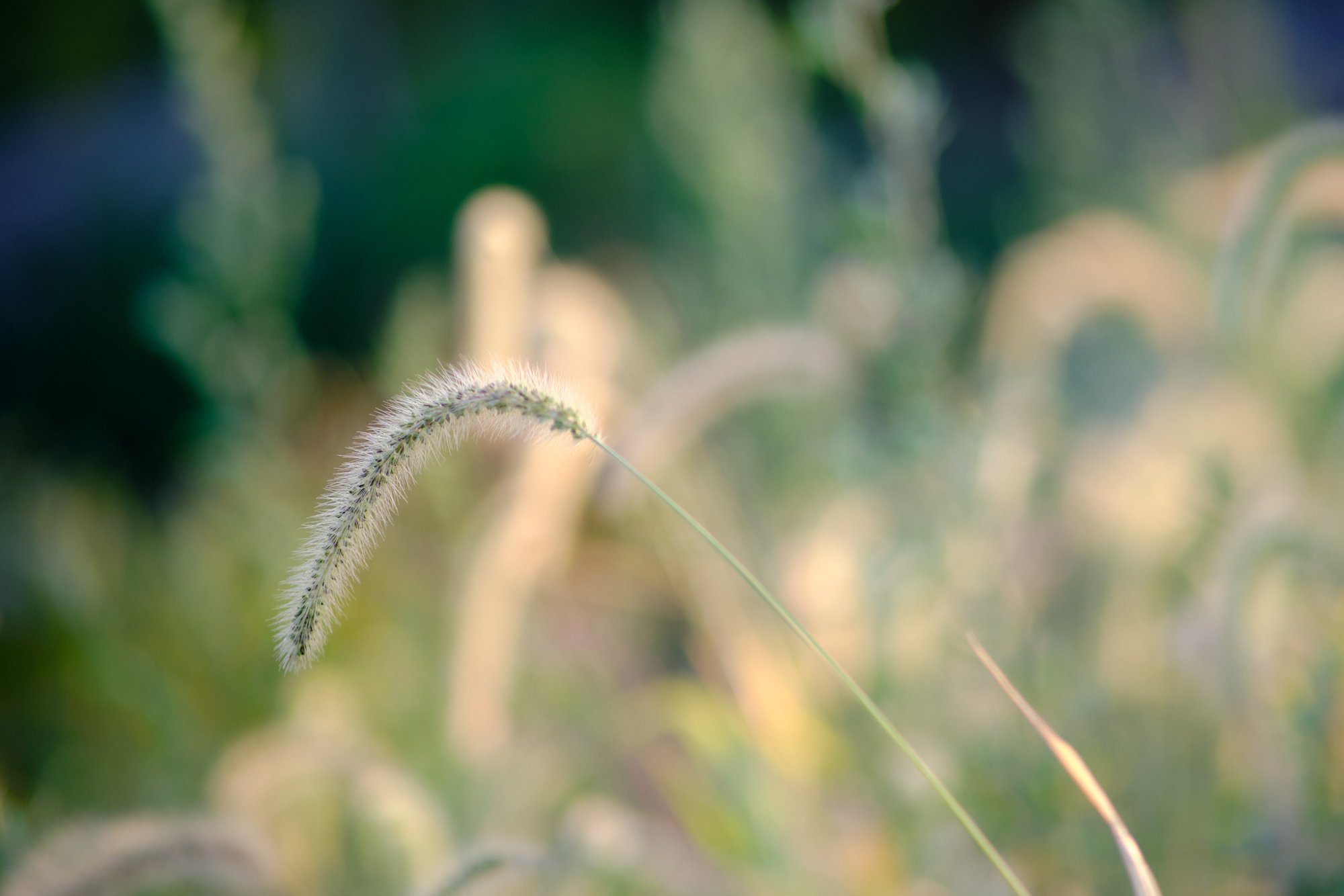 DSCF9008.jpg