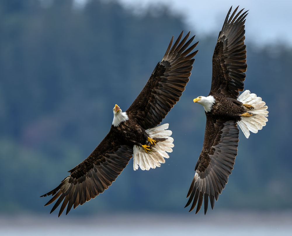 Eagles_0866-20250516_1000p.jpg