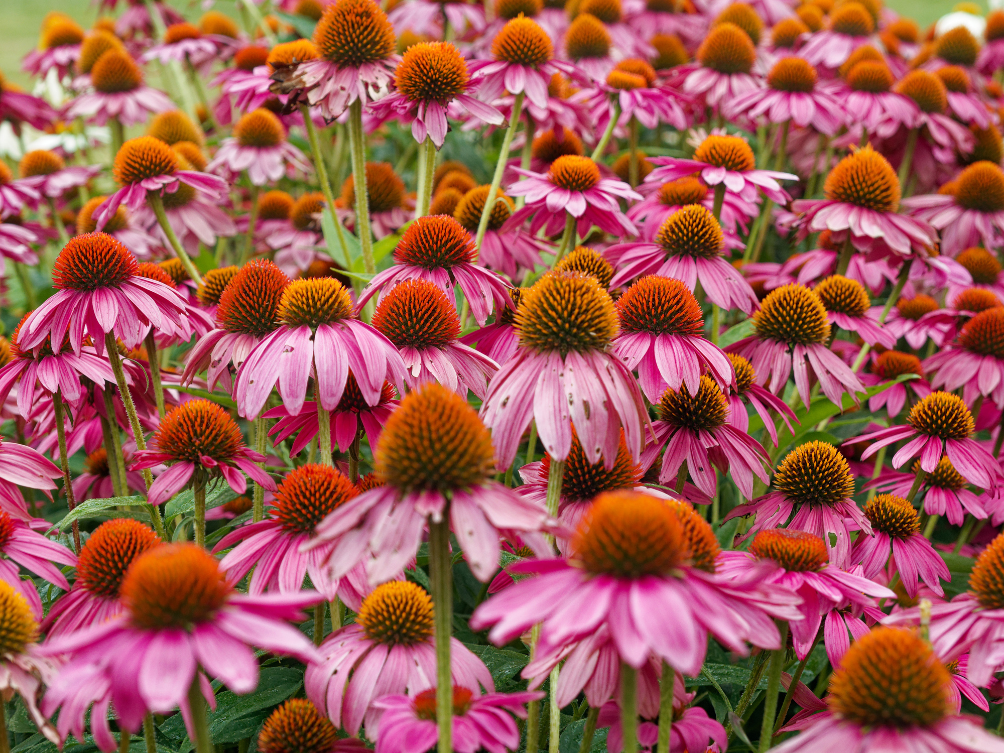echinacea2k.jpg