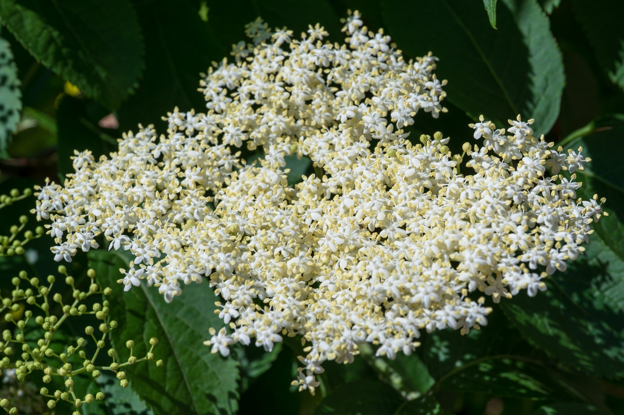Elderflower20250520.jpg