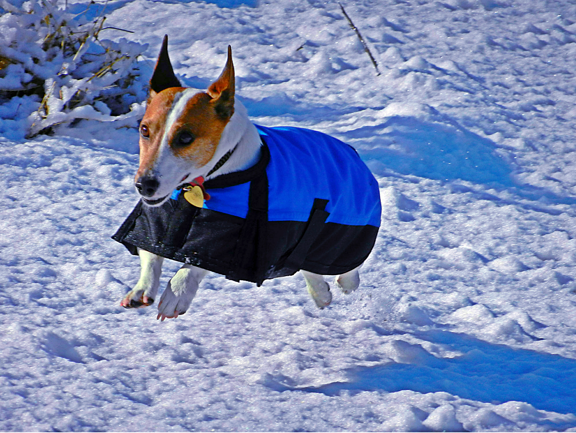 elmo-airs above snow copyx2.jpg