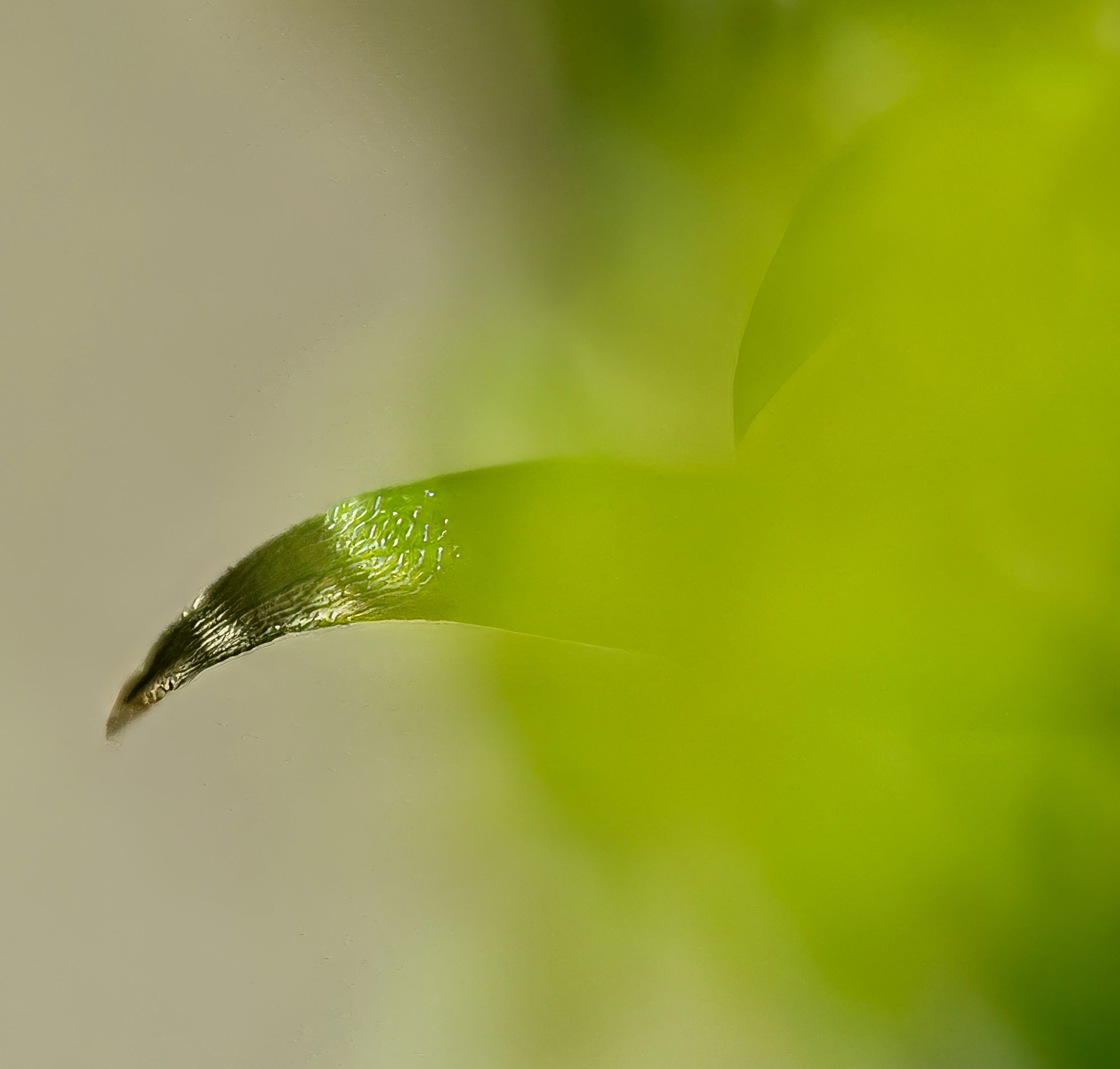 Enveloped in Green.jpeg