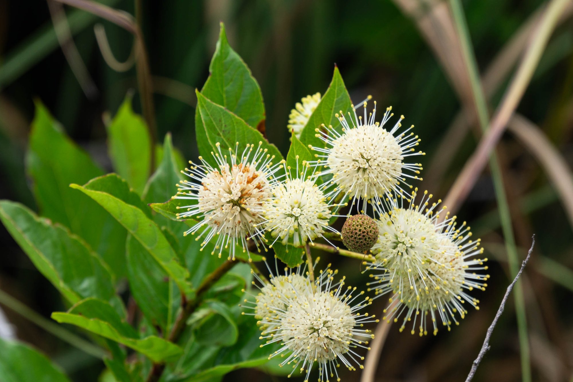 Everglades NP -2500px-1.jpg