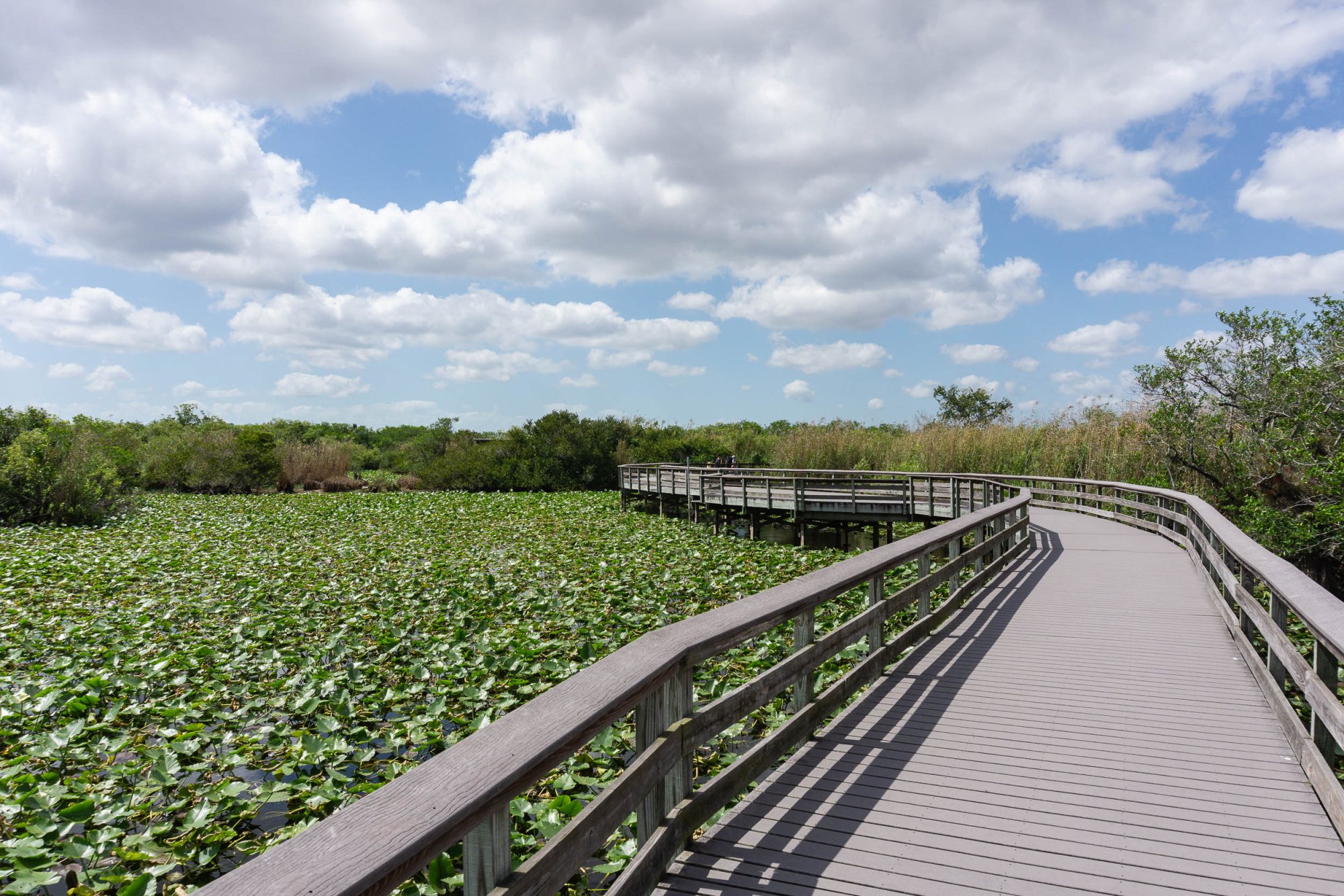 Everglades NP -2500px-11.jpg