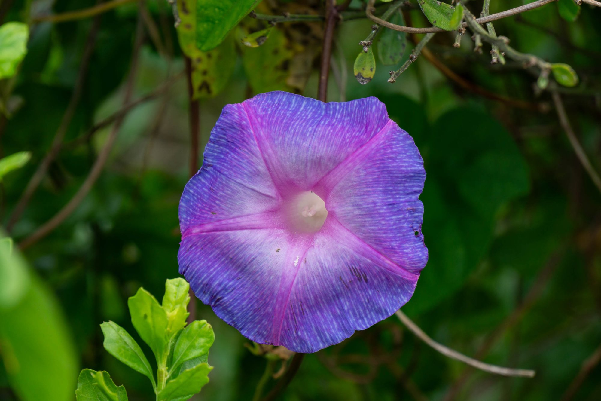 Everglades NP -2500px-18.jpg