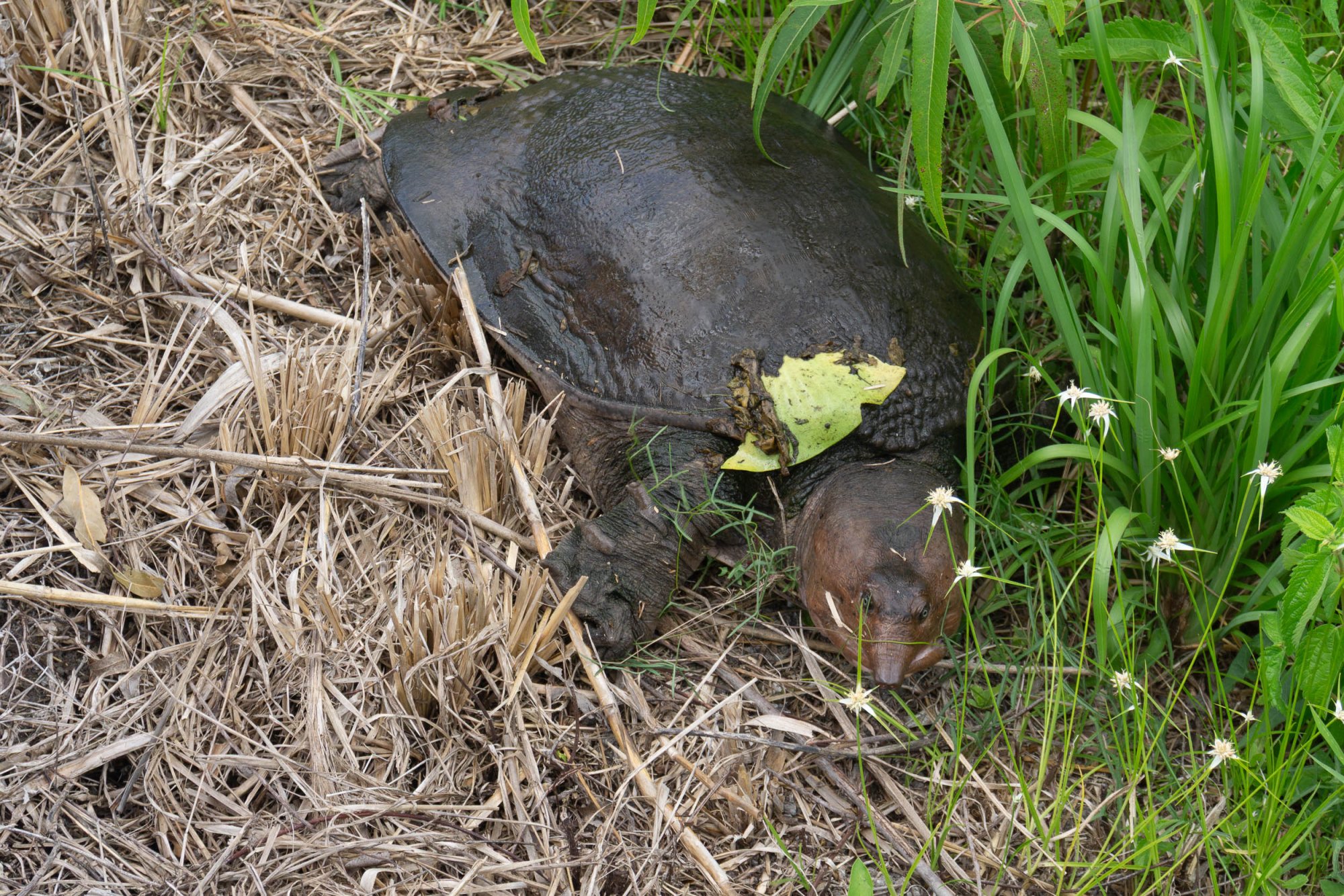 Everglades NP -2500px-22.jpg