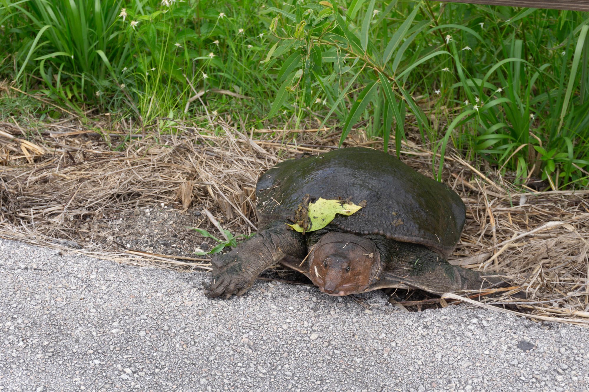 Everglades NP -2500px-23.jpg