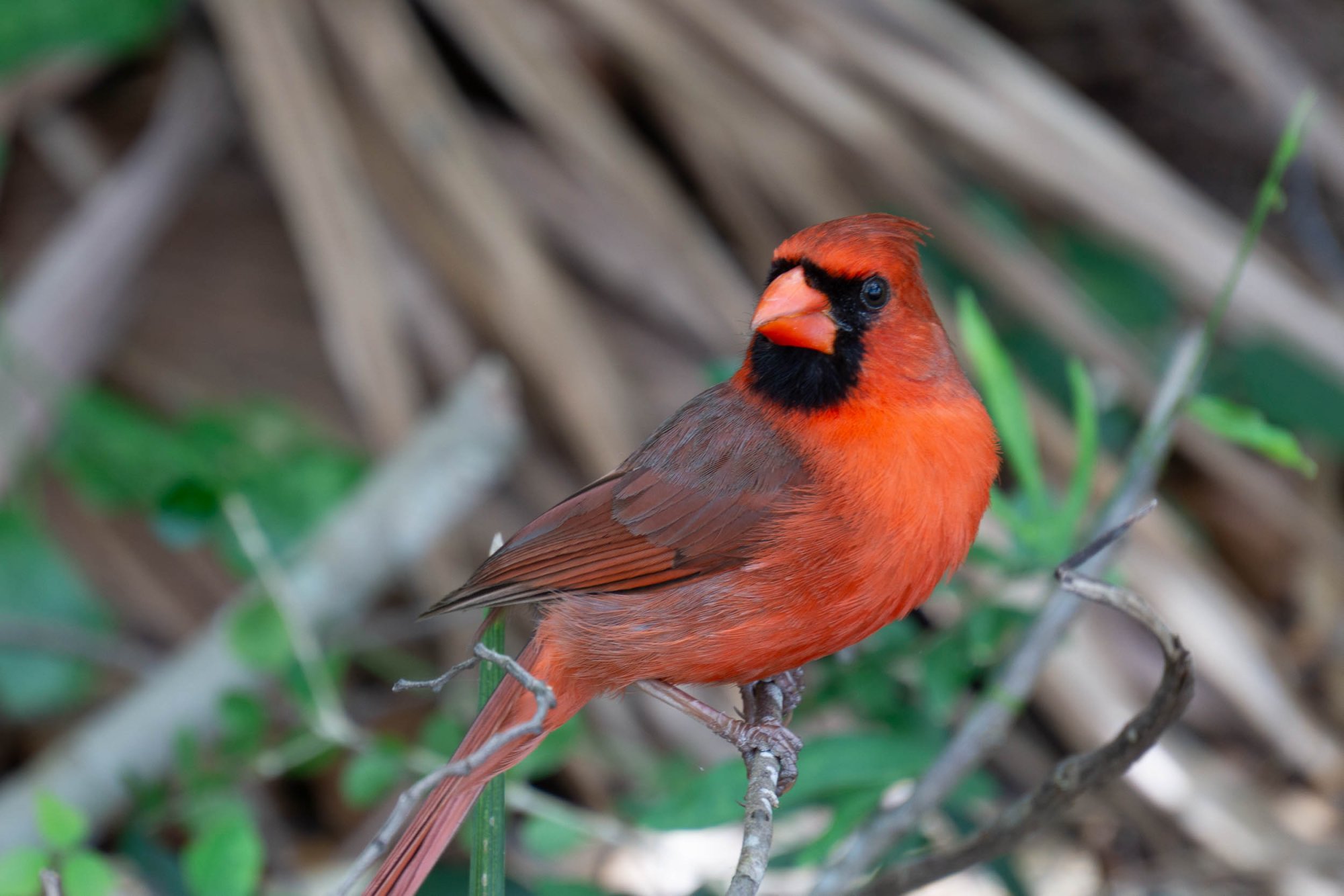 Everglades NP -2500px-28.jpg