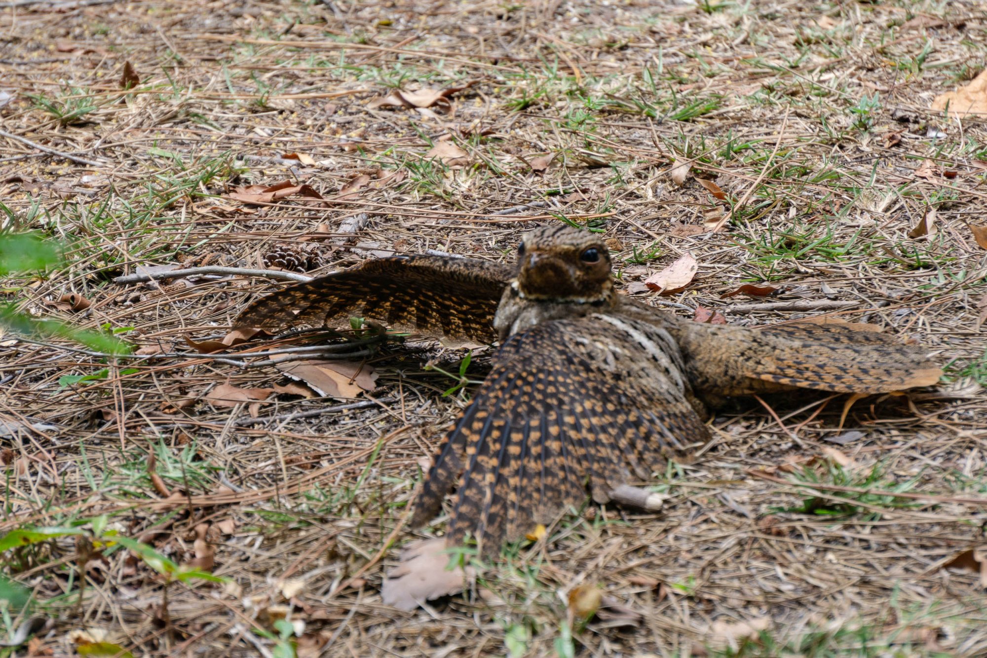 Everglades NP -2500px-30.jpg