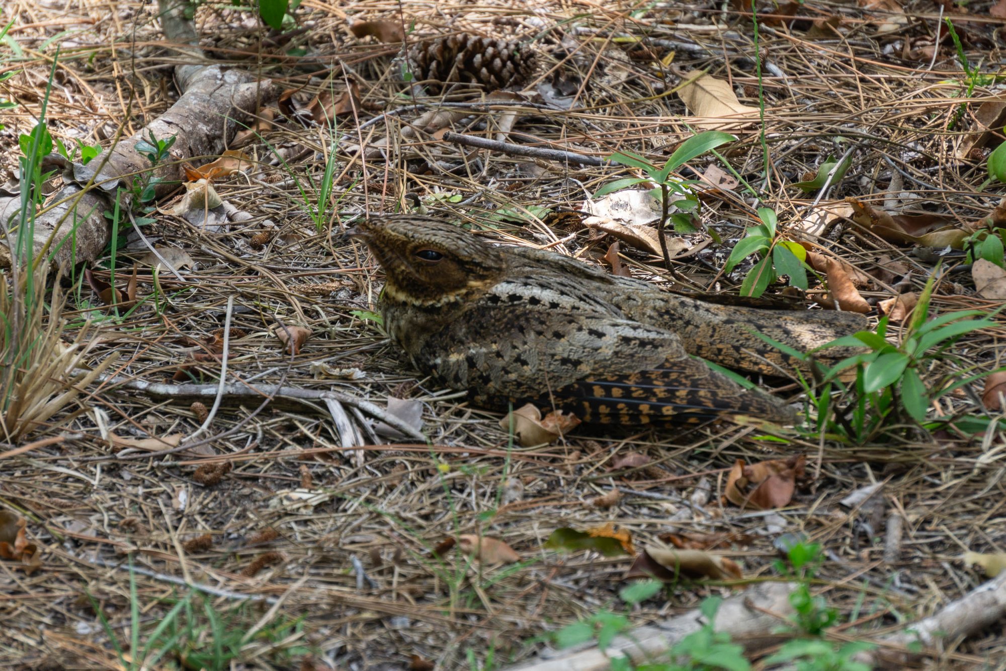 Everglades NP -2500px-31.jpg
