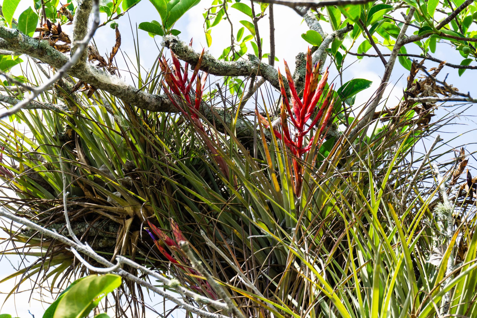 Everglades NP -2500px-8.jpg