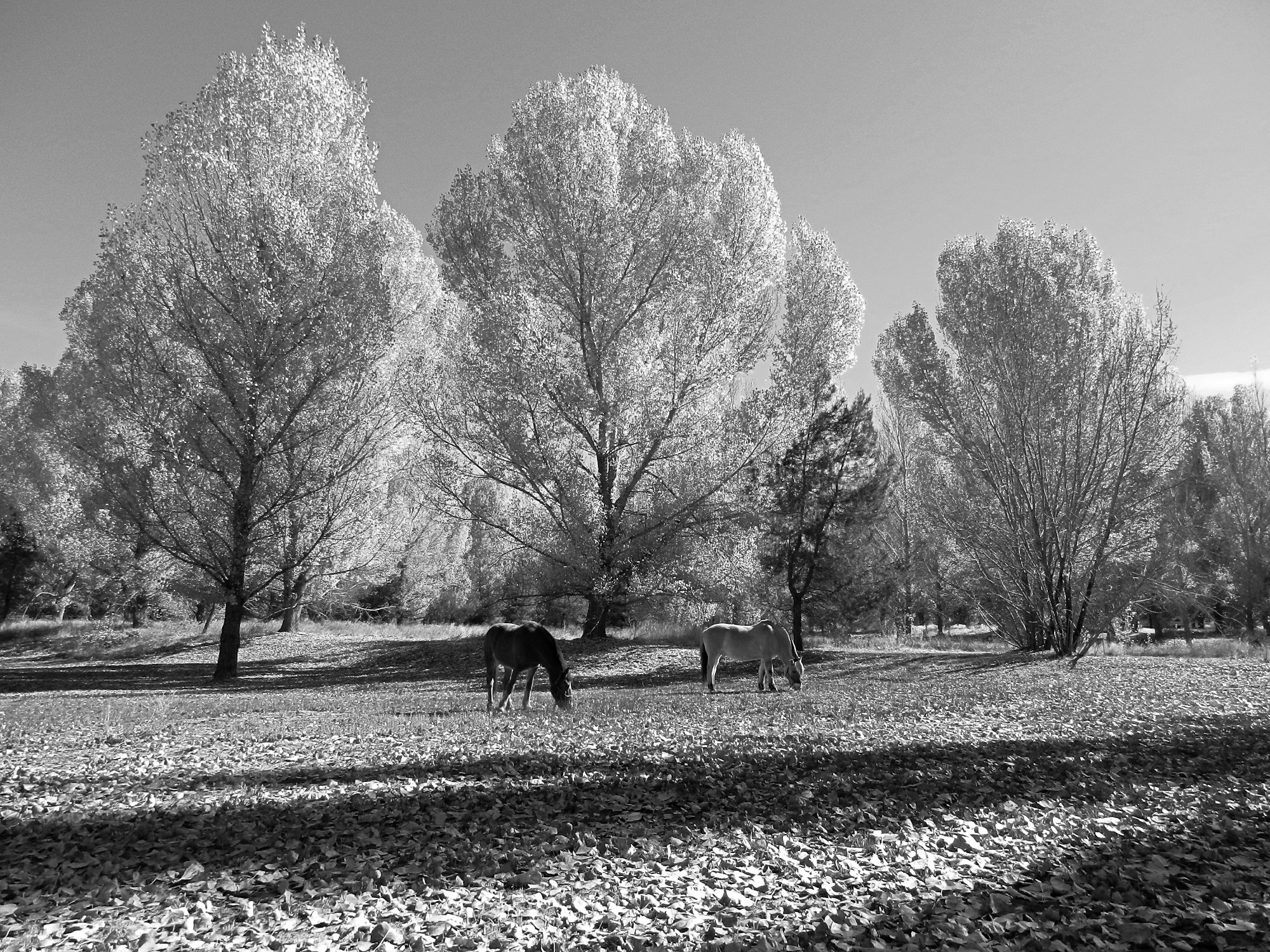 fall grazing 2 xbw.jpg