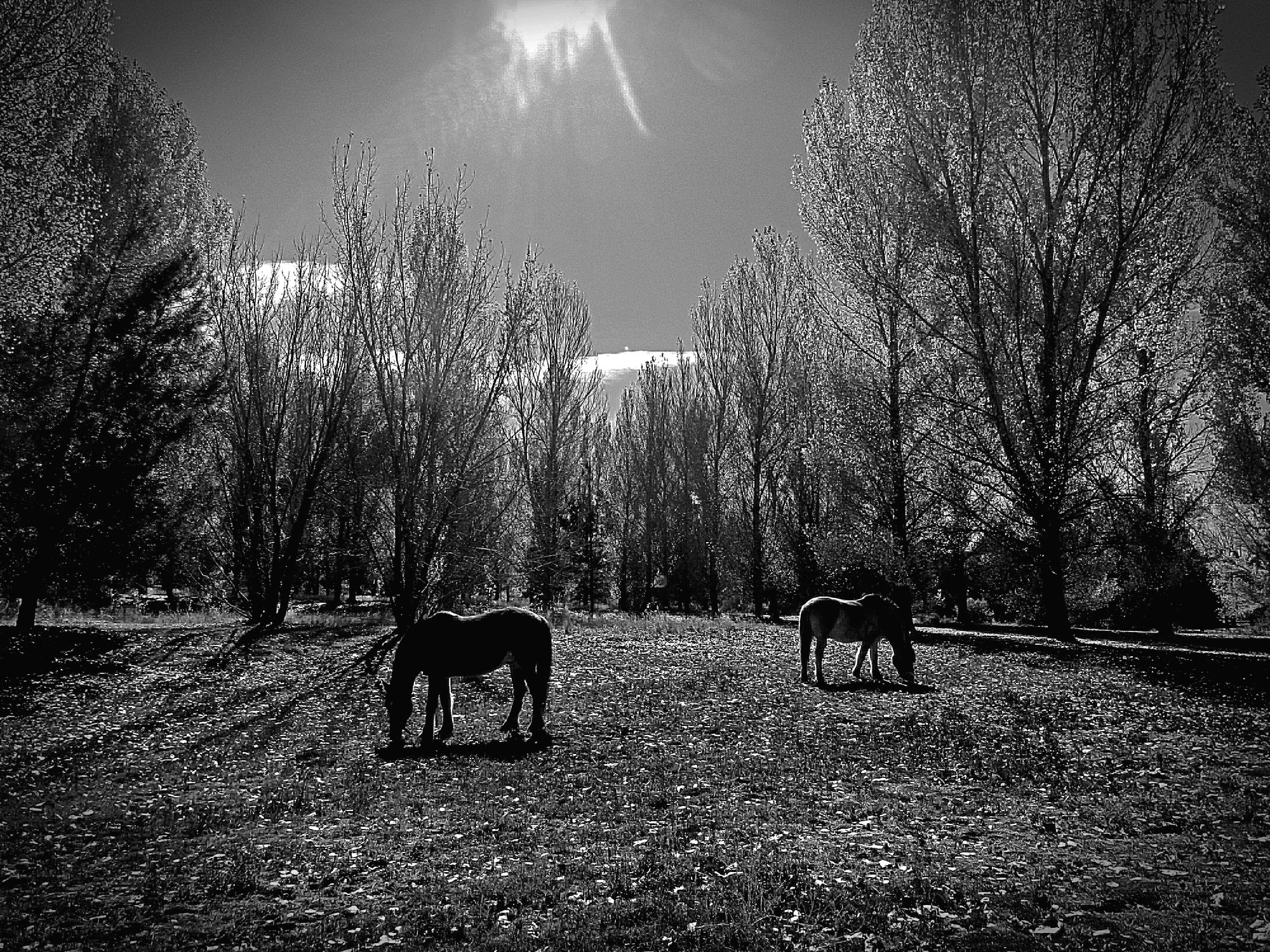 fall grazing xvbw6.jpg
