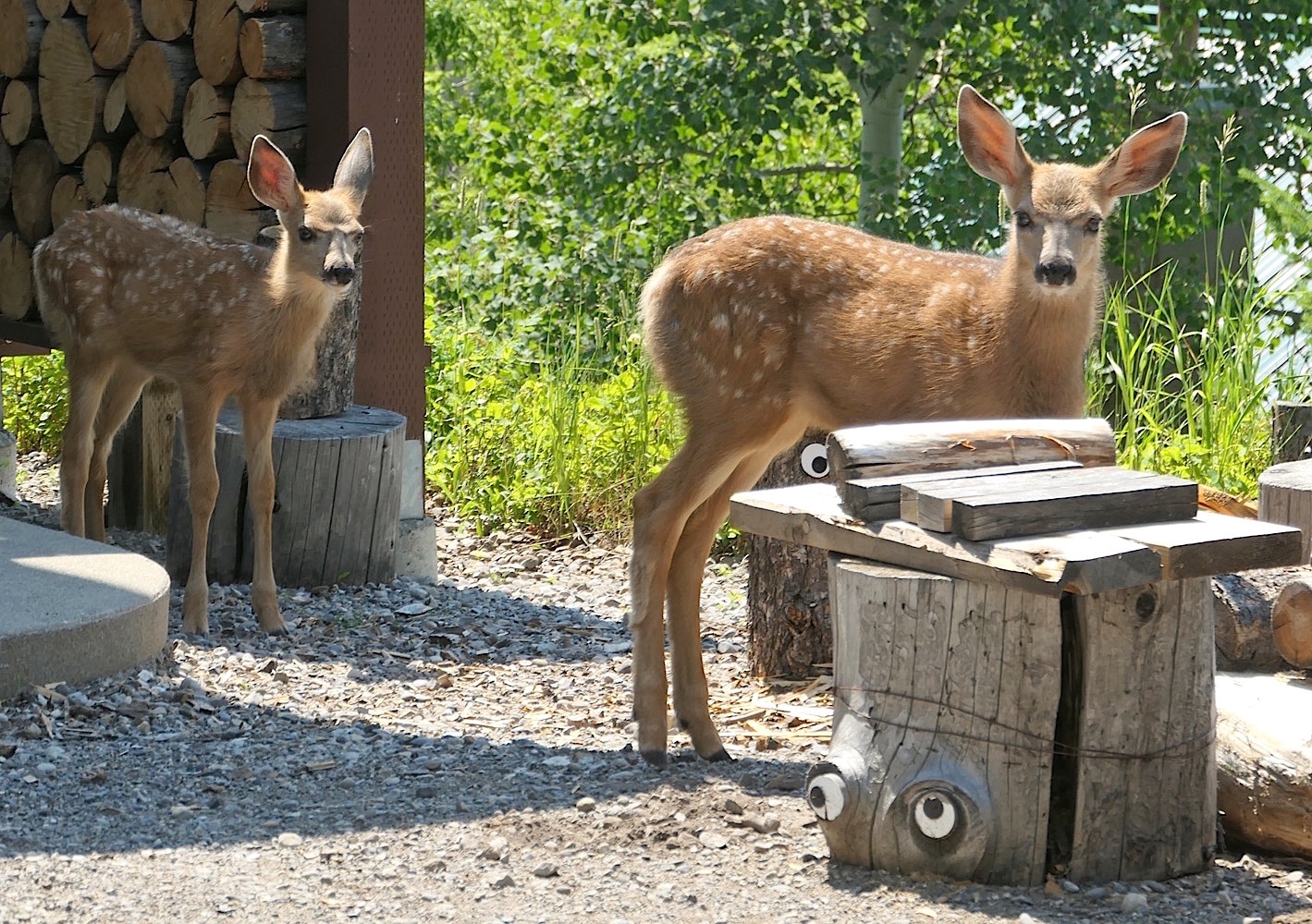 Fawns4_688A.jpg