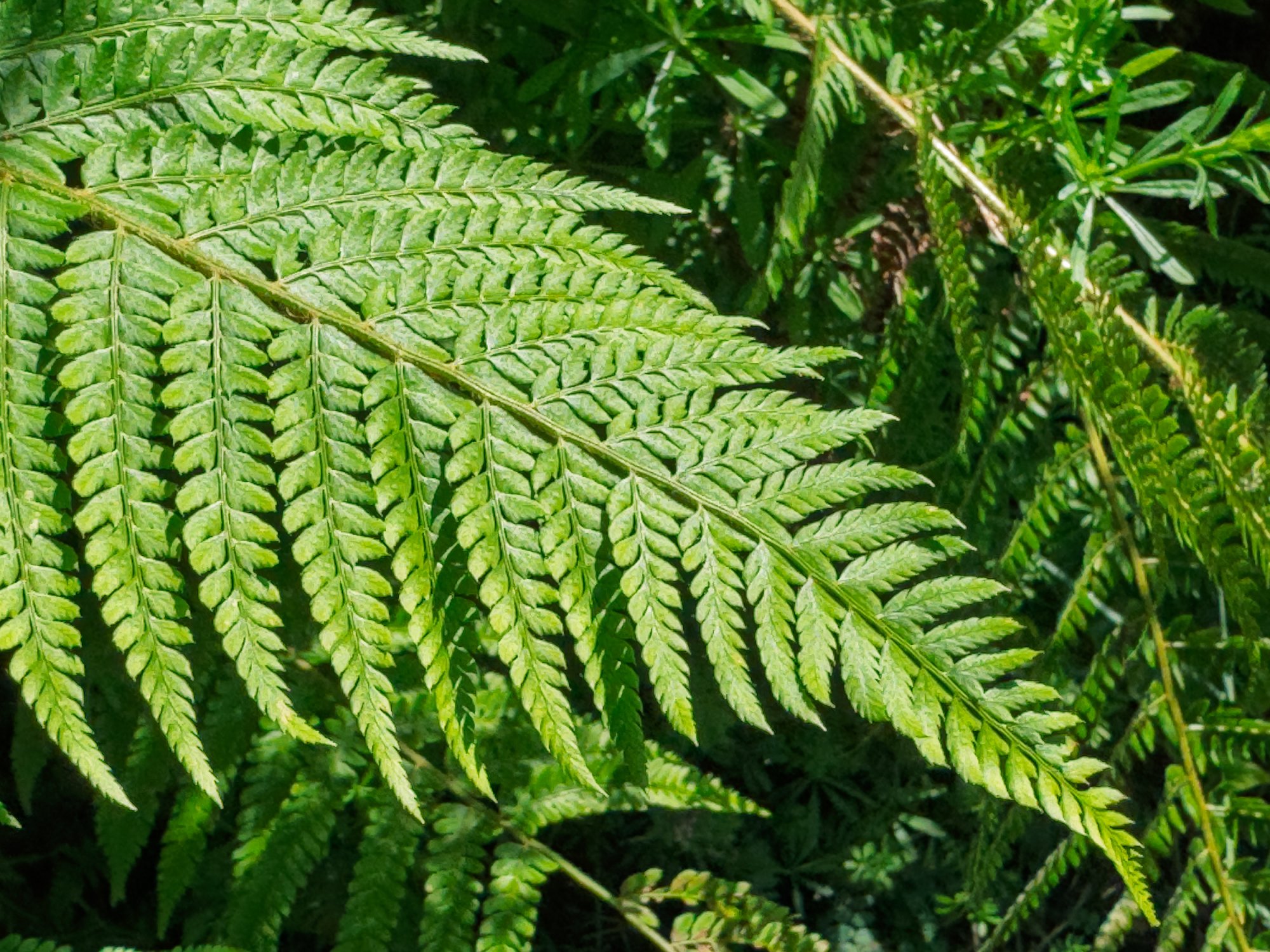 Fern20250610.jpg