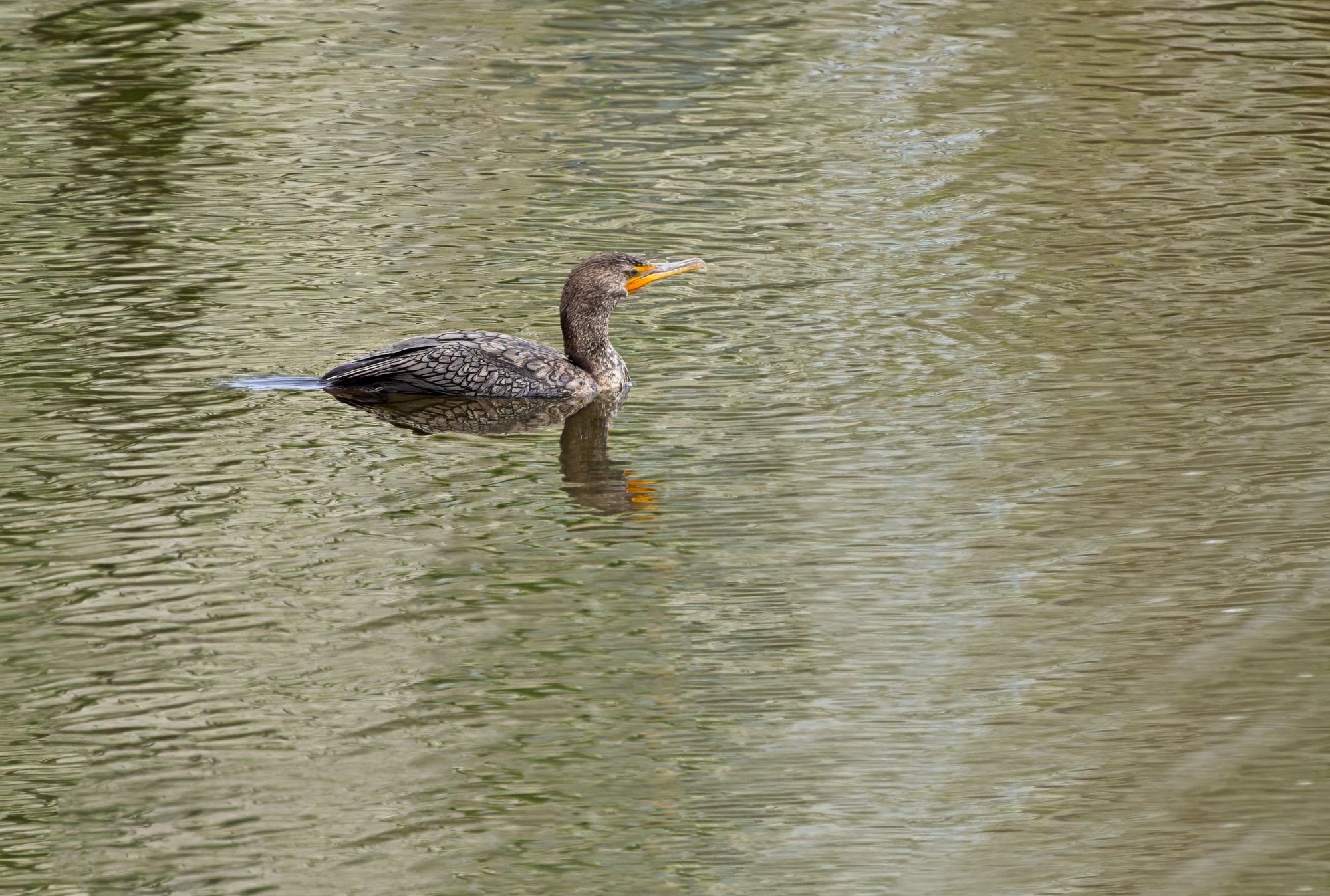 First Cormorant Sighting of the Season.jpeg