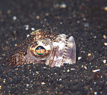 fishteeth.jpg