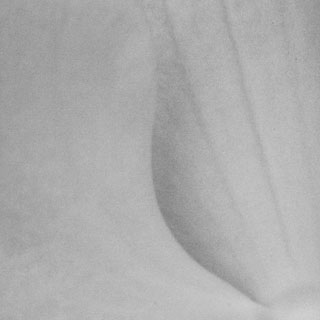 flower detail III BW.jpg