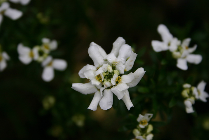 flower2.JPG