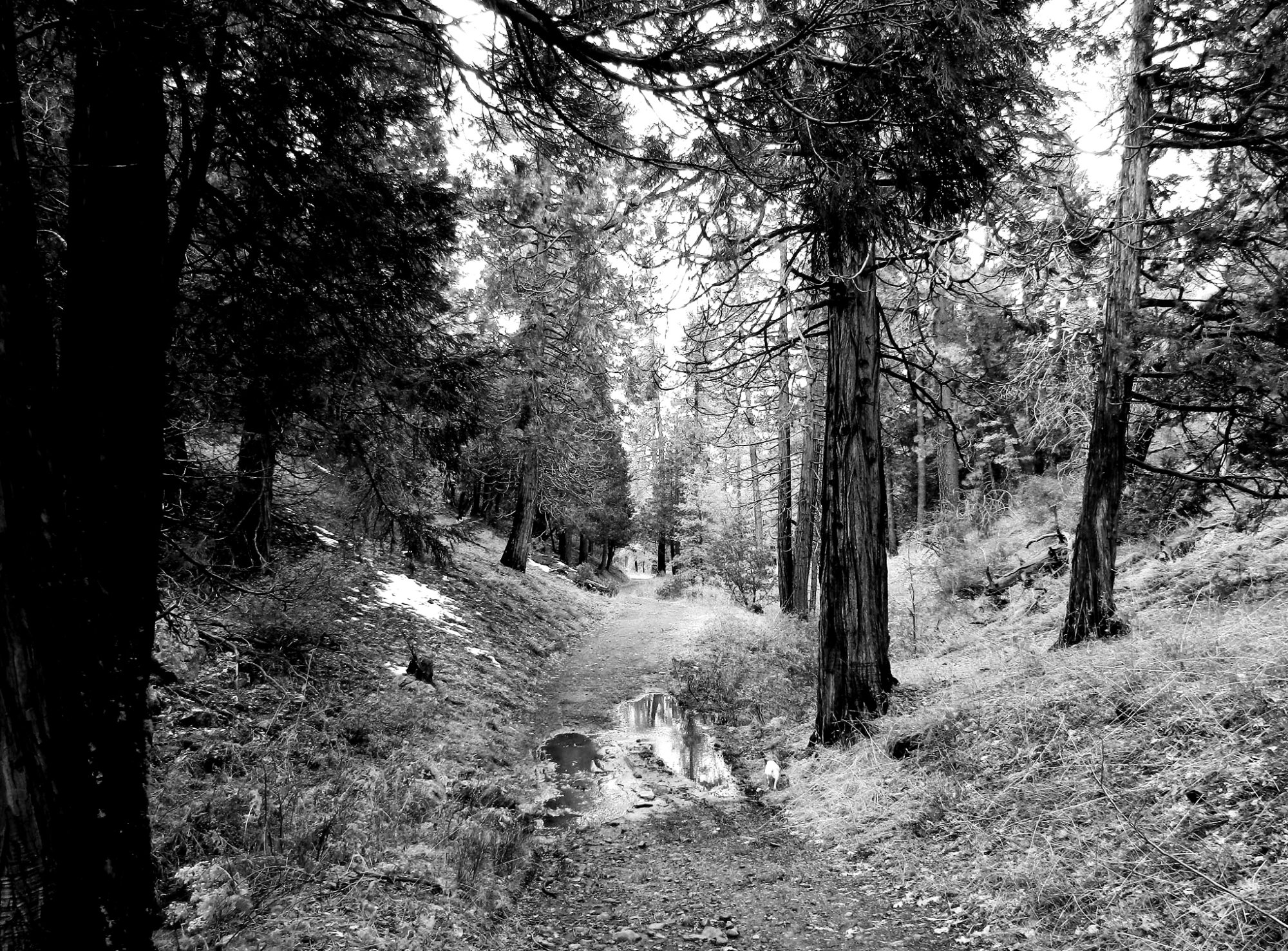 forest hike 1 copy xbw.jpg