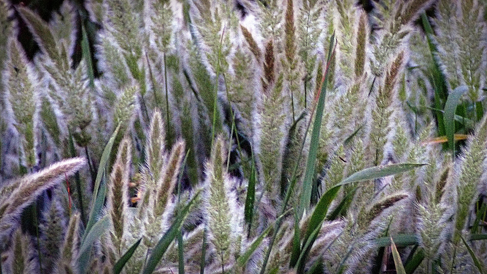 foxtails0 xv 4.jpg