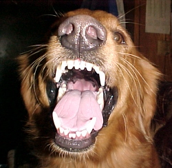 fpmeandog.jpg