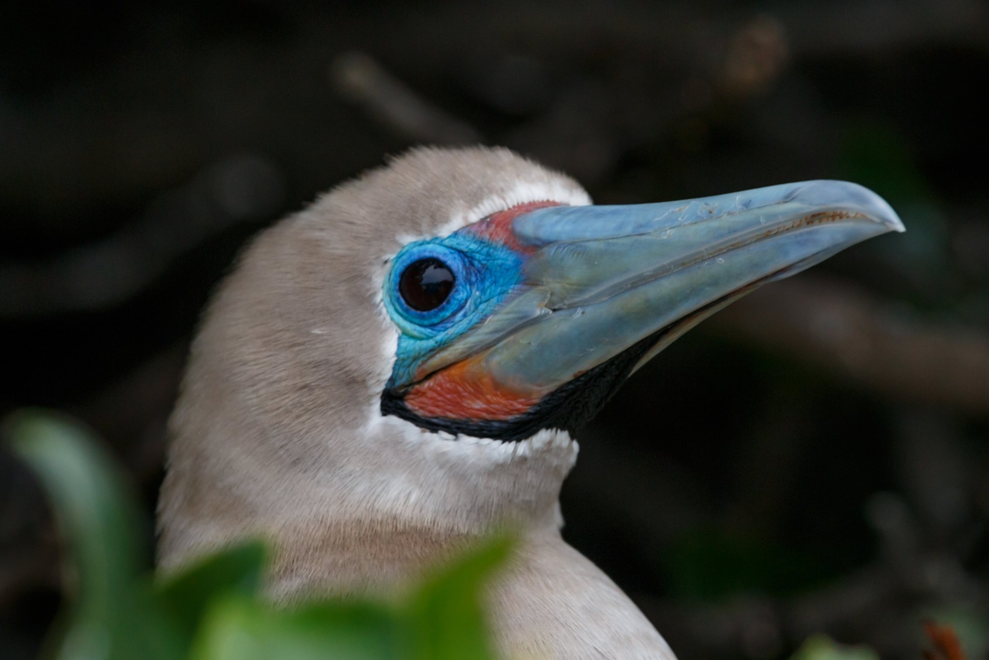 Galapagos_IMG_4141.jpg