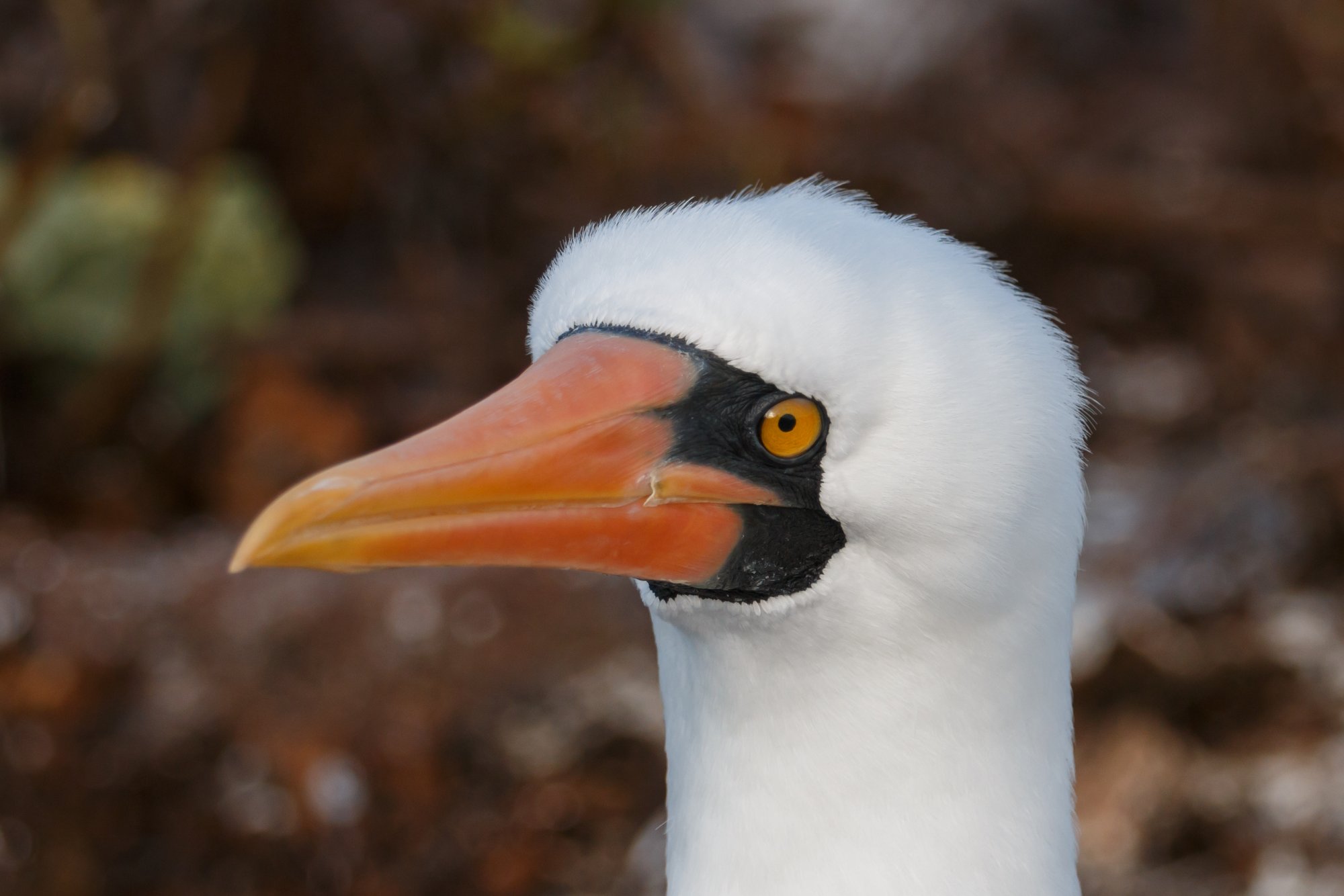 Galapagos_IMG_4260.jpg