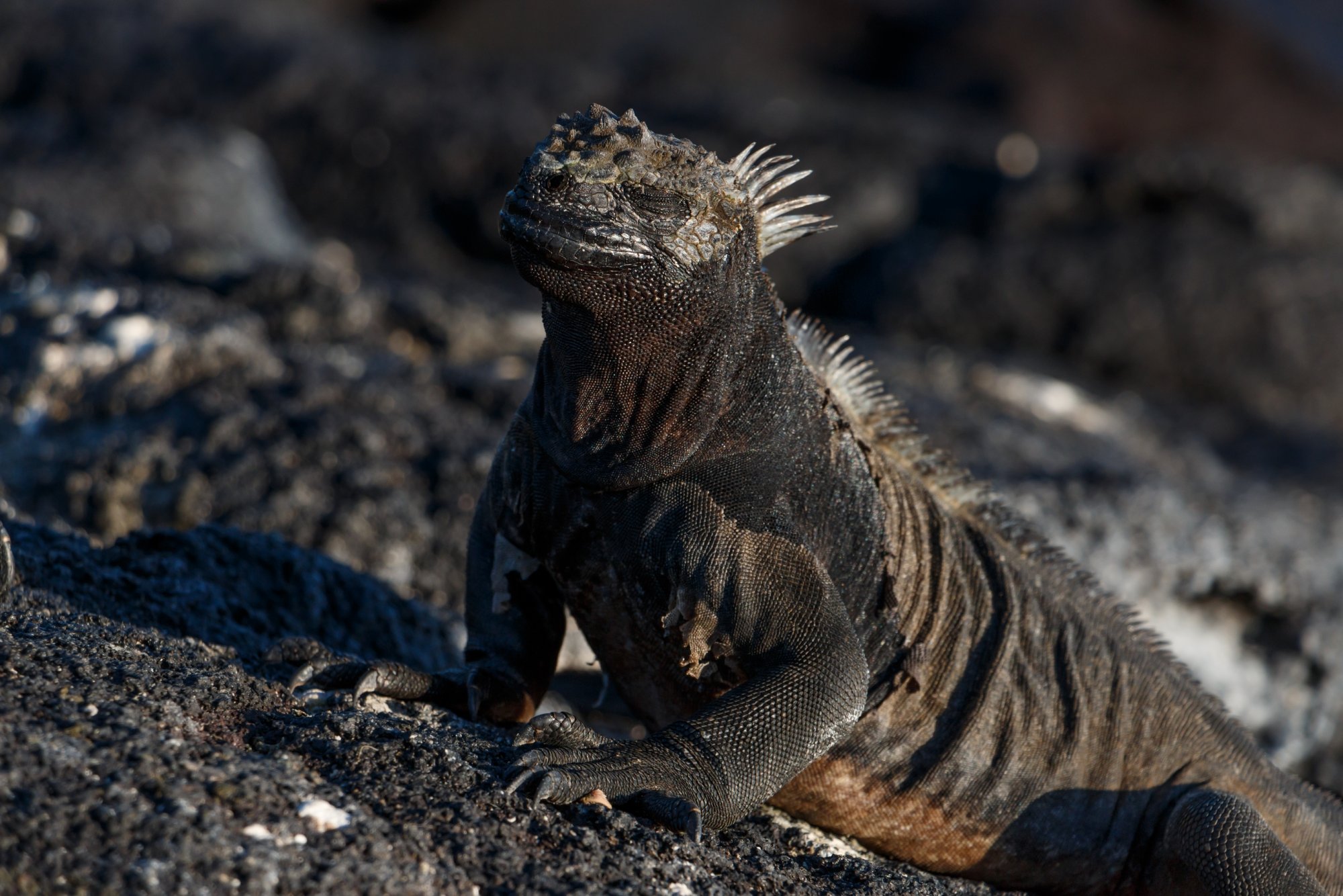 Galapagos_IMG_4818.jpg