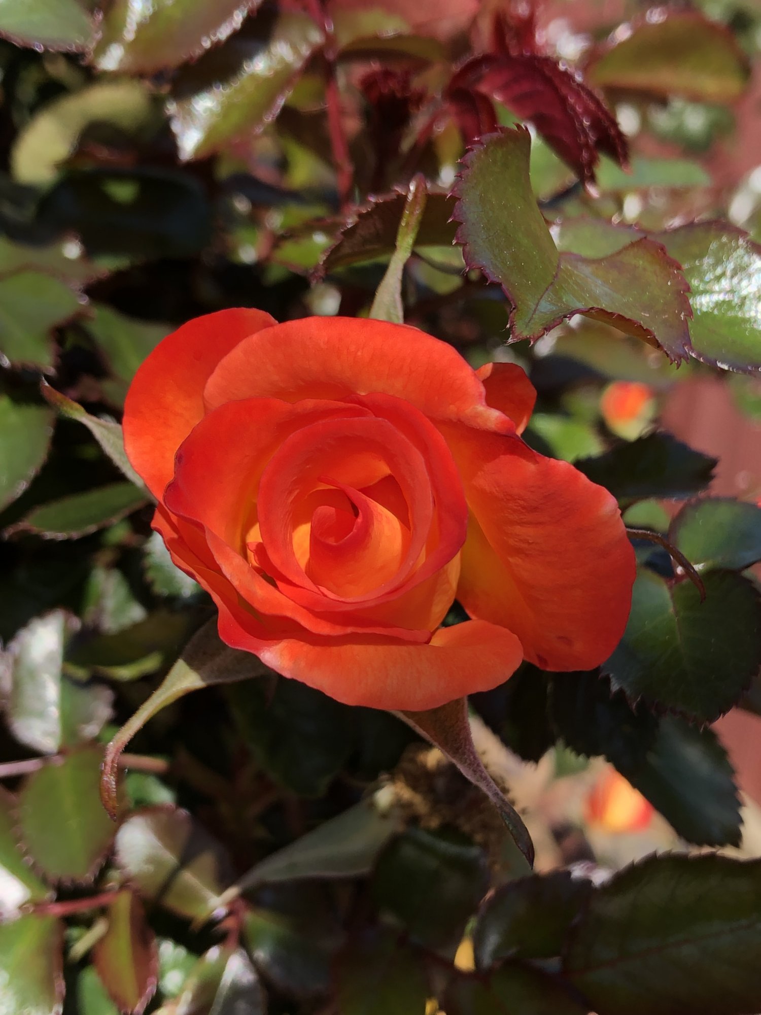 Garden Rose.jpeg