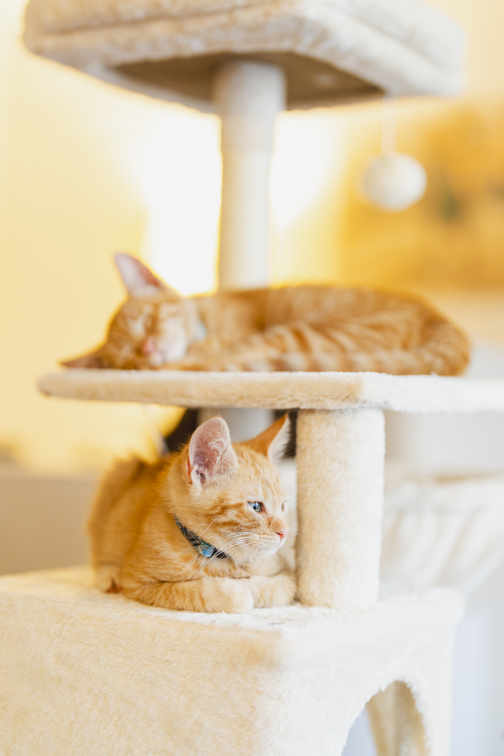 Gatitos (1 of 1)-2.jpg