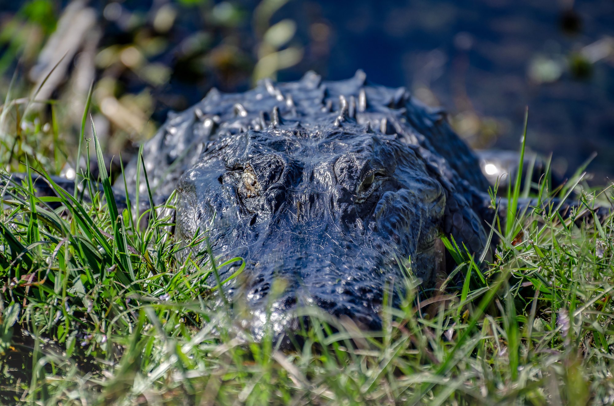 Gator 2500px.jpg