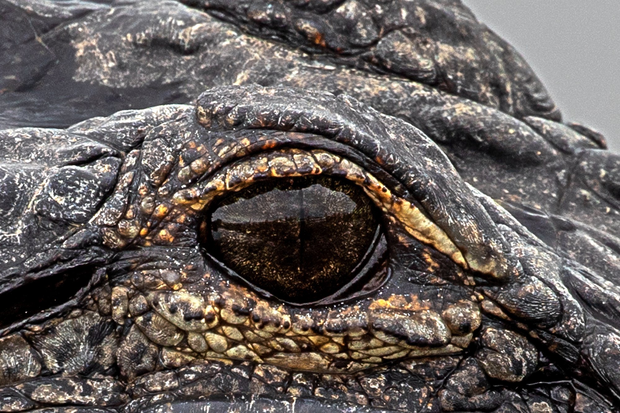 Gator eye.jpg