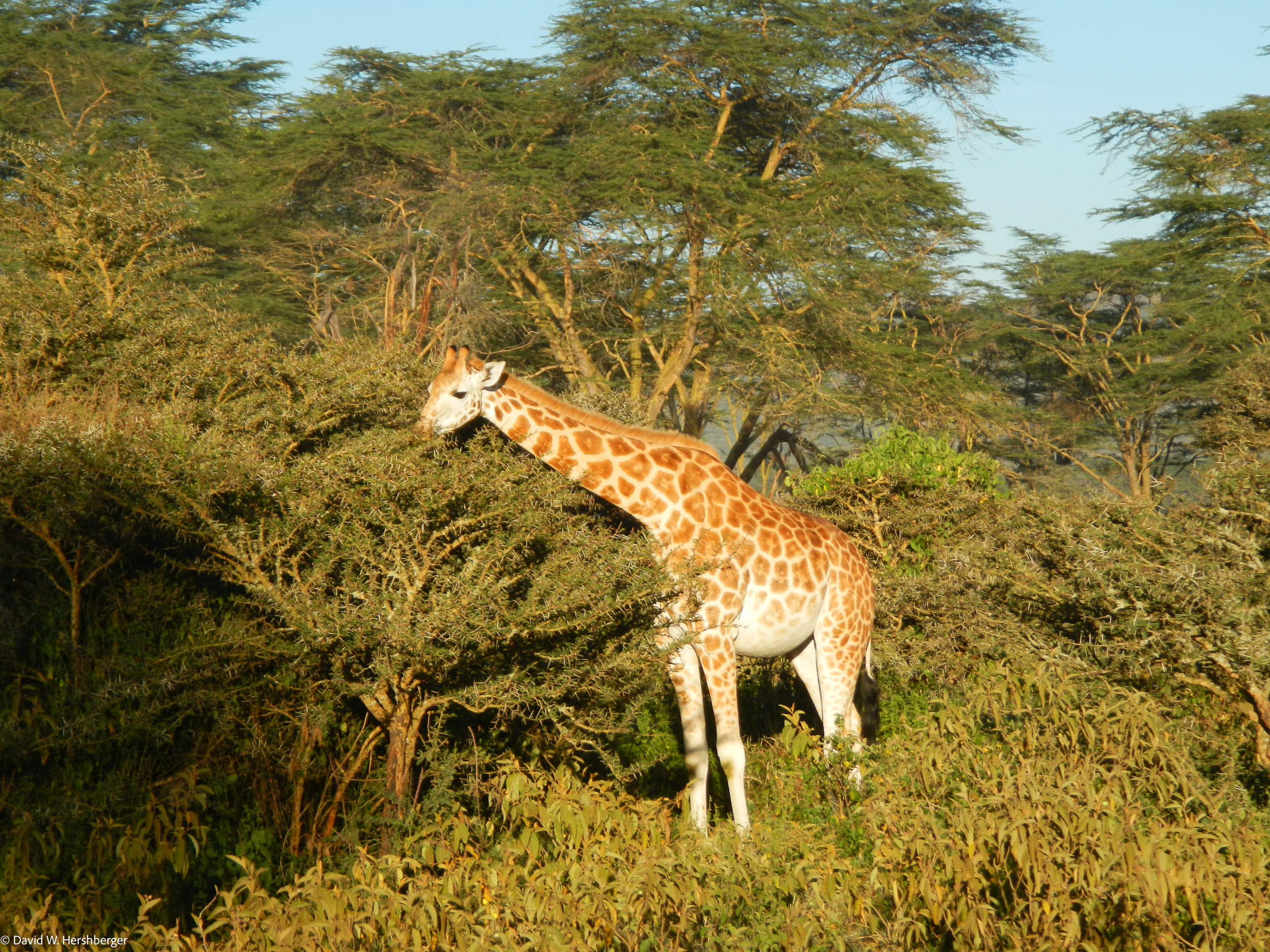 Giraffe.jpg