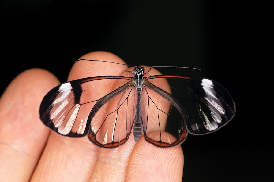 Glasswing.jpg
