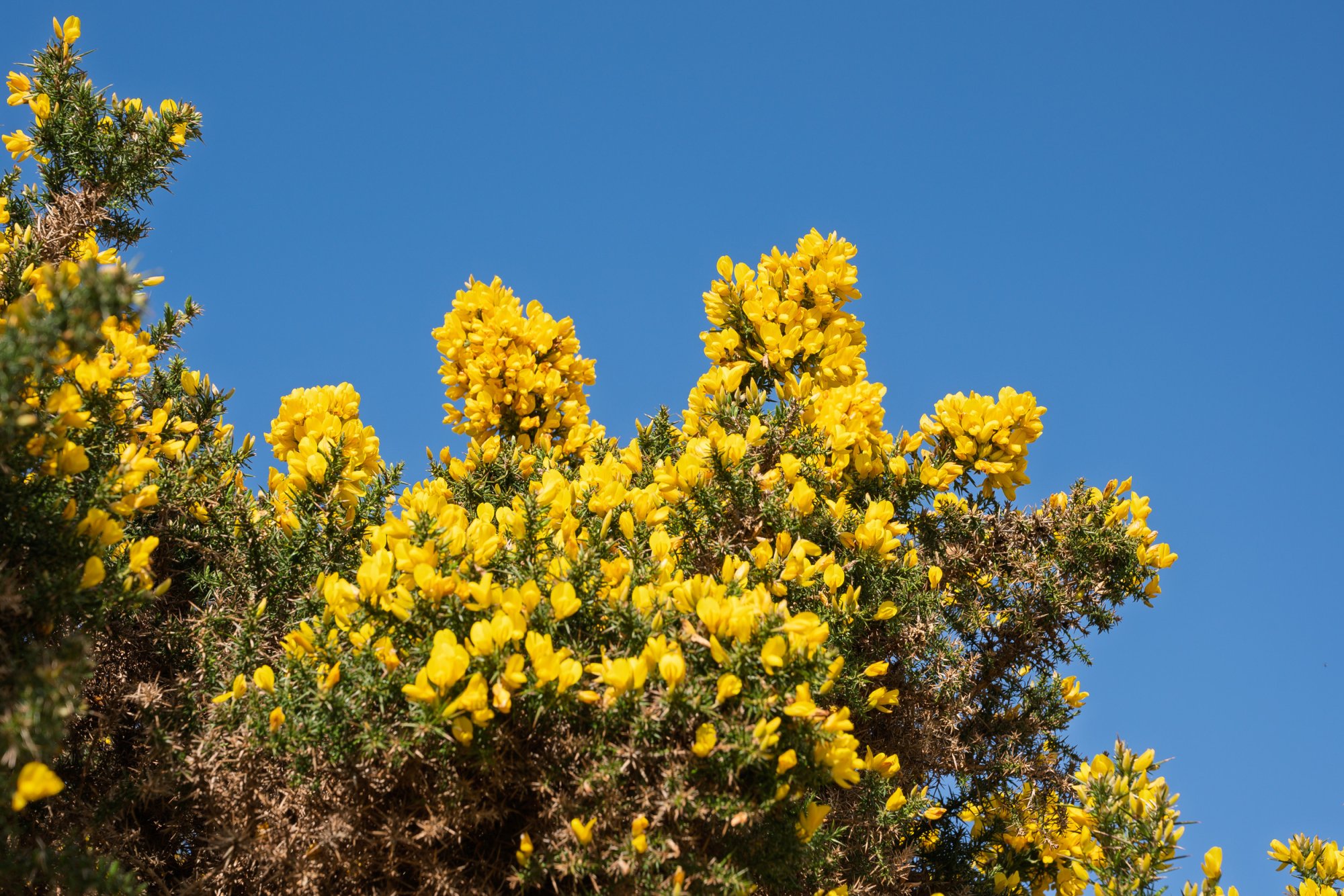 Gorse20240416.jpg