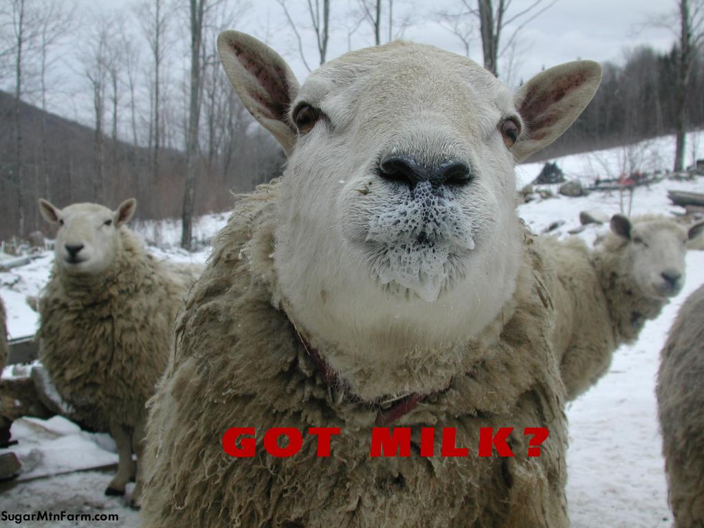 GotMilkRam.jpg