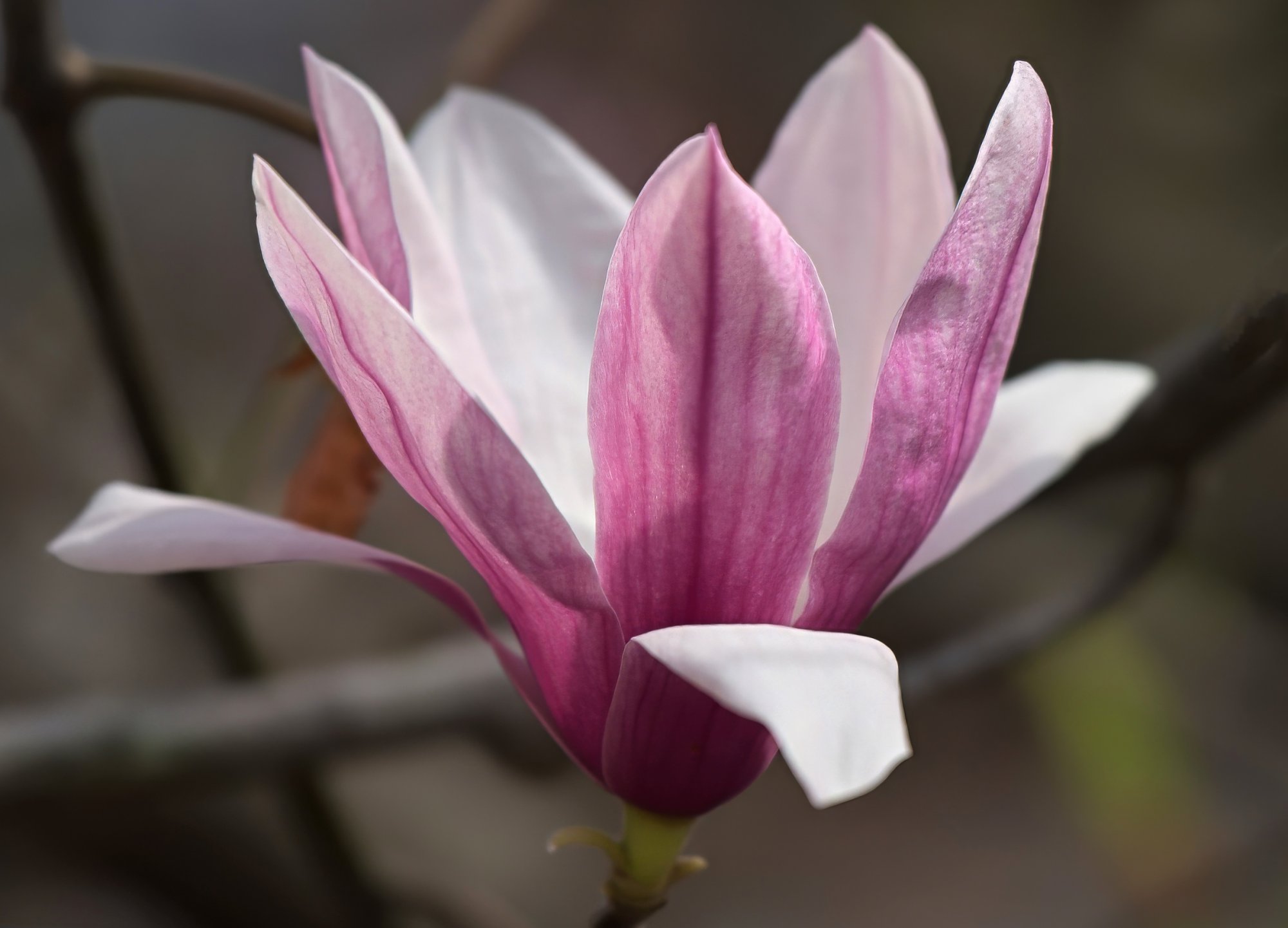 Graceful Tulip Magnolia.jpeg