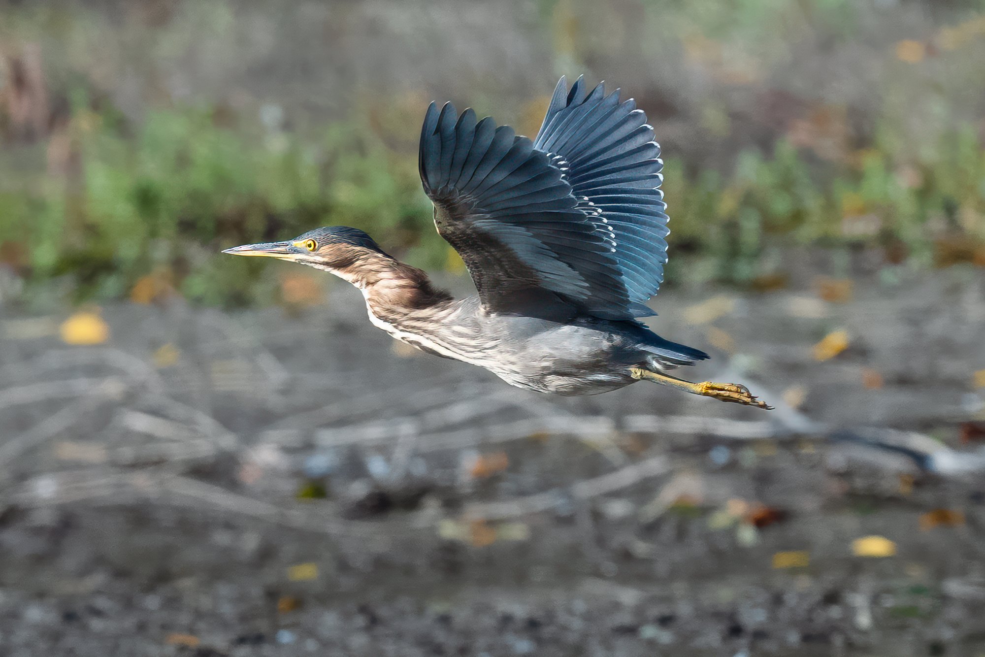 green-heron-002.jpg