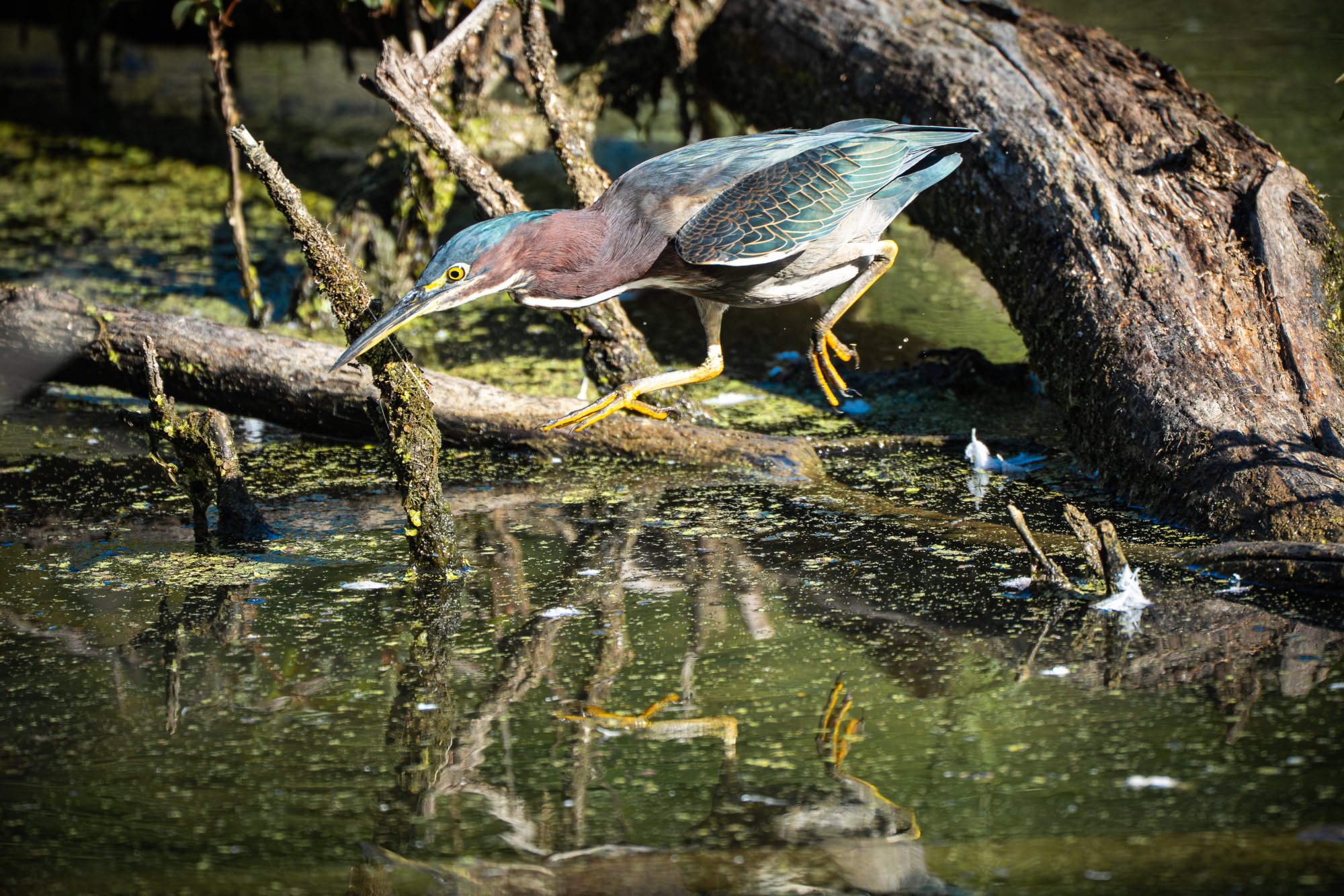 Green Heron-002.jpg