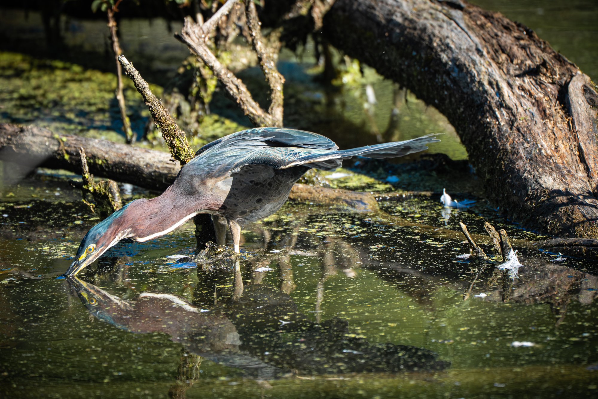 Green-Heron-004.jpg