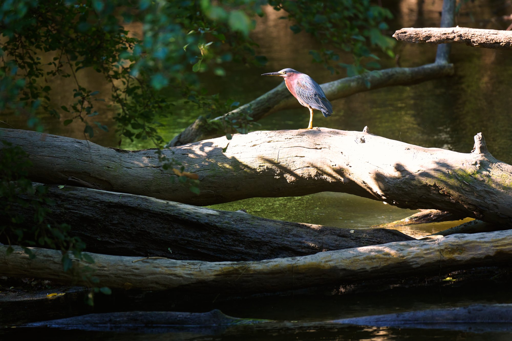 green-heron-0282-24-08-11.jpg