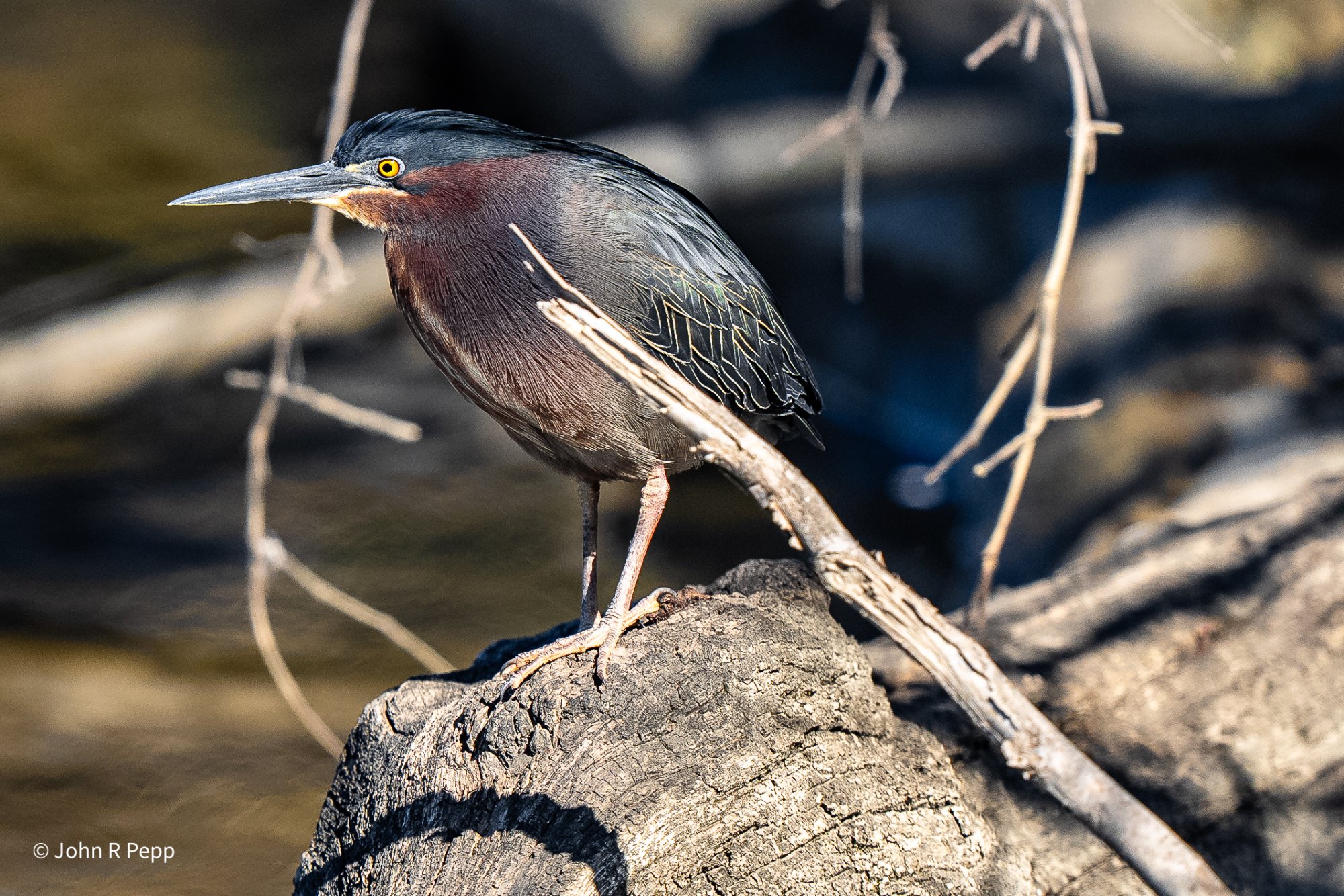 Green Heron-2.jpg
