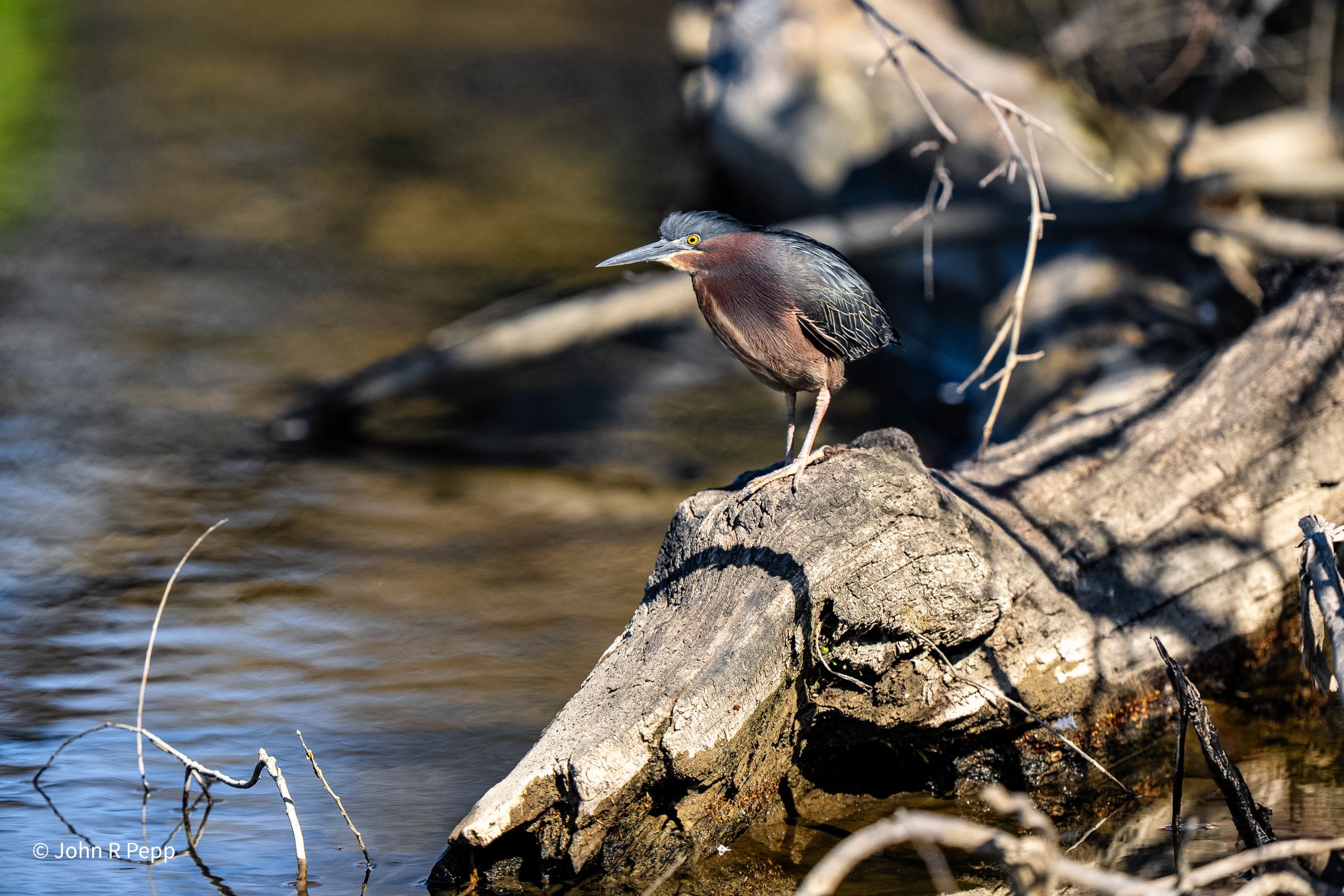 Green Heron-3.jpg