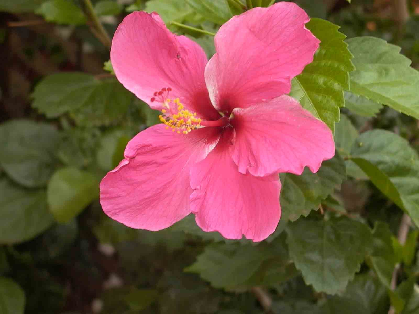 Hawaii~Maui Pictures 155 copy.jpg