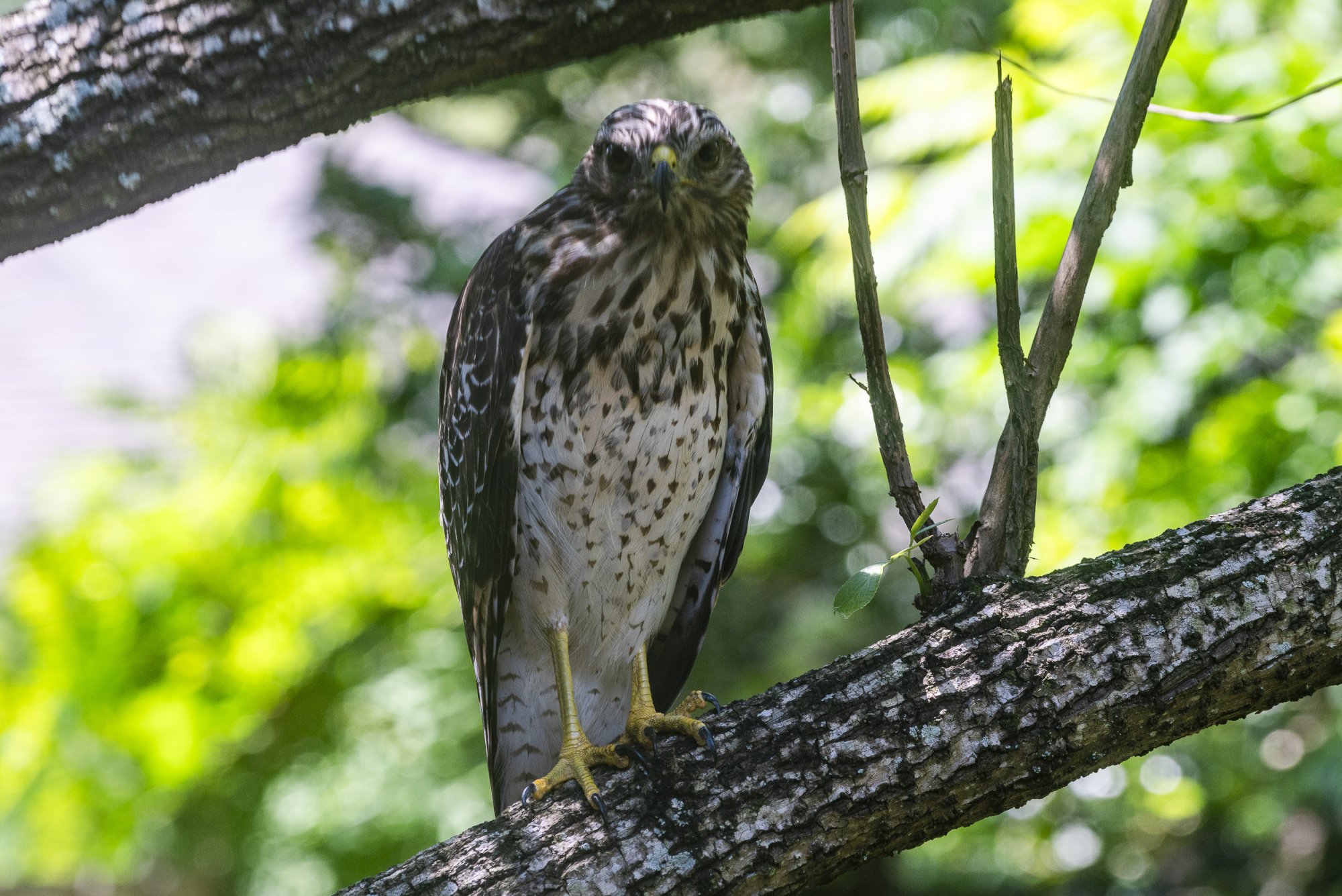 Hawk - 2500px-6.JPG