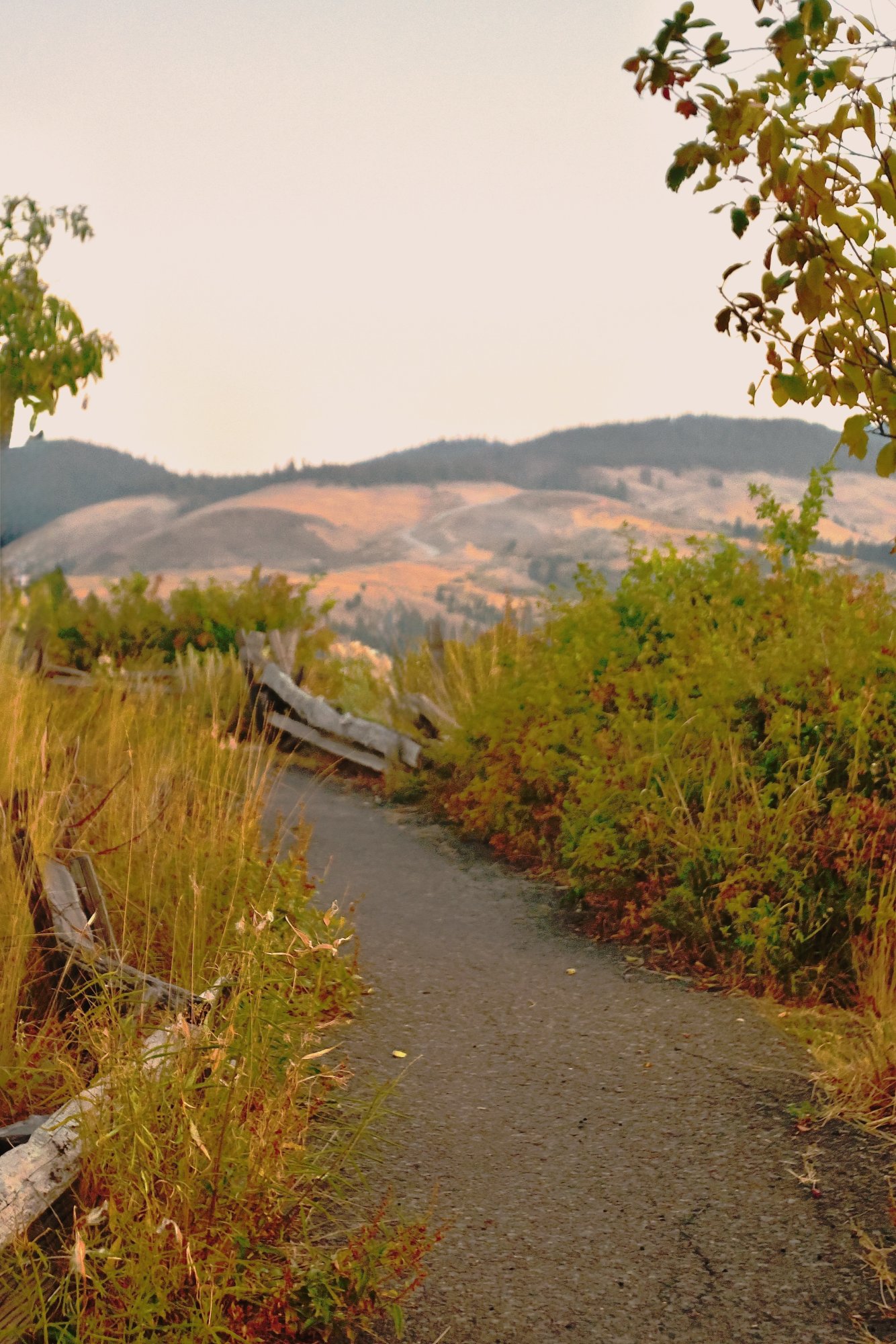 hillpath - 1.jpeg