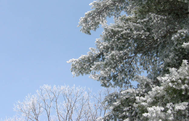 hoarFrost2.jpg
