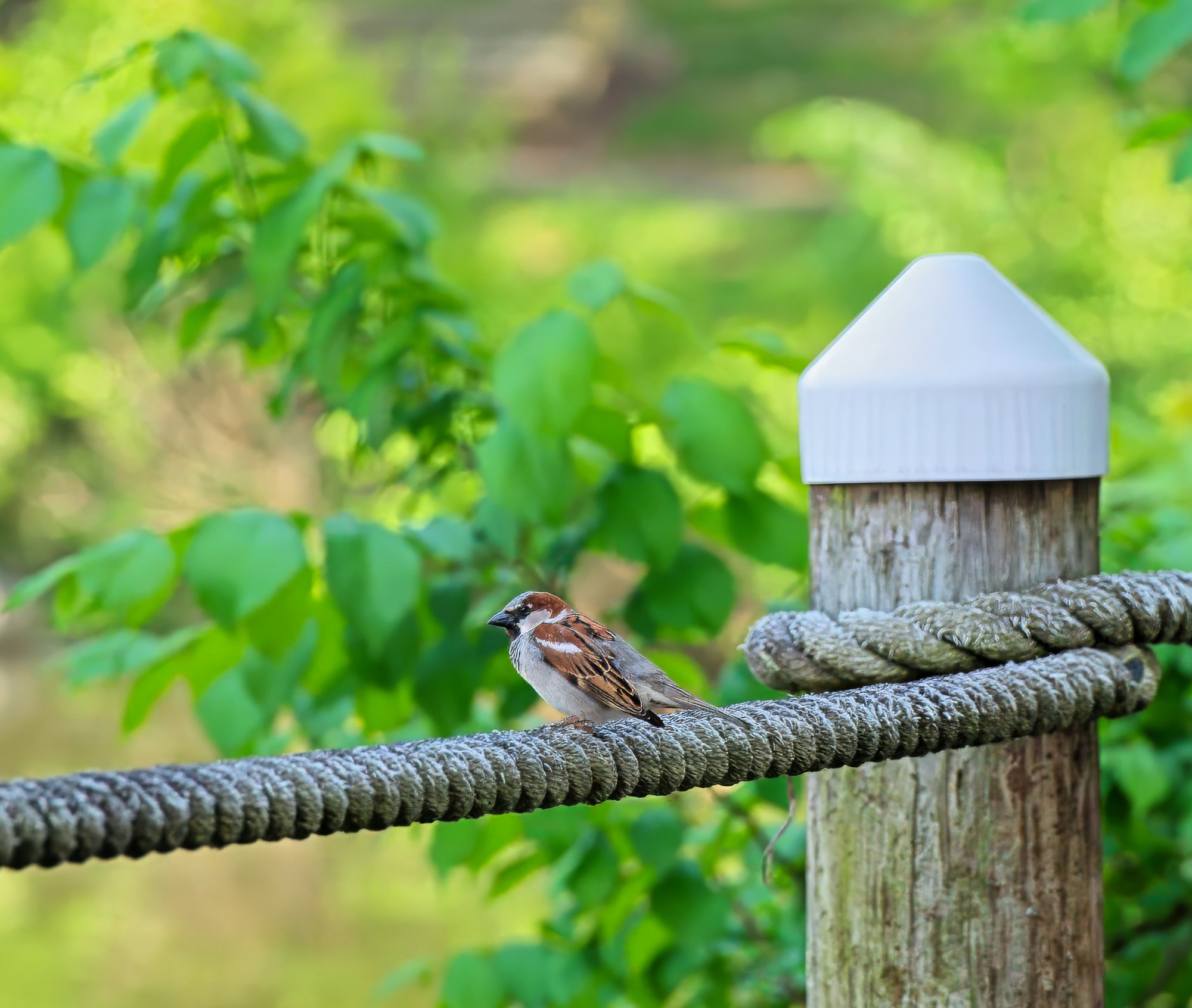 House Sparrow on the Boardwalk Ropes.jpeg