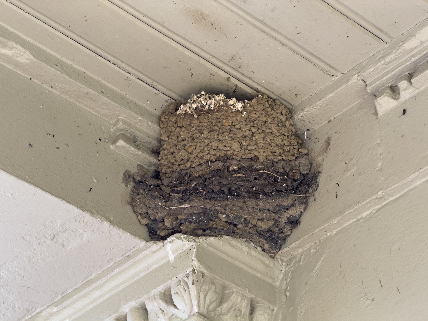 HouseMartinNest20250430.jpg